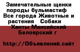 Замечательные щенки породы бульмастиф - Все города Животные и растения » Собаки   . Ханты-Мансийский,Белоярский г.